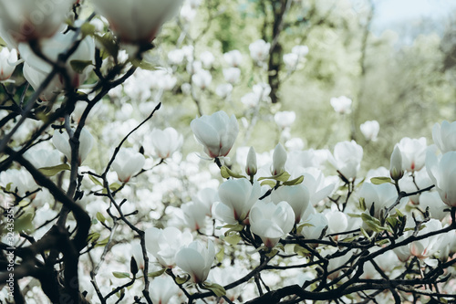 Tree of white magnolia with free place