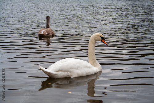 Swan family sailing on a pond