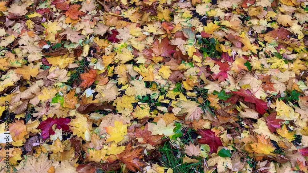 Autumn leaves lie on the grass. Autumn leaves lie on the grass.