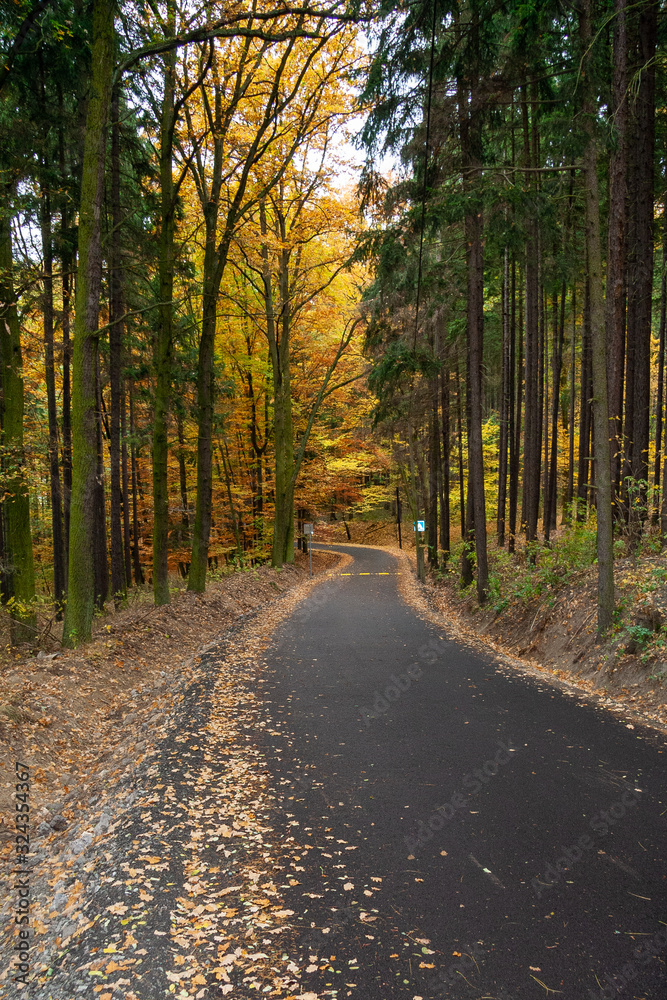 long autumn alley grabbed by beautifully colored leaves