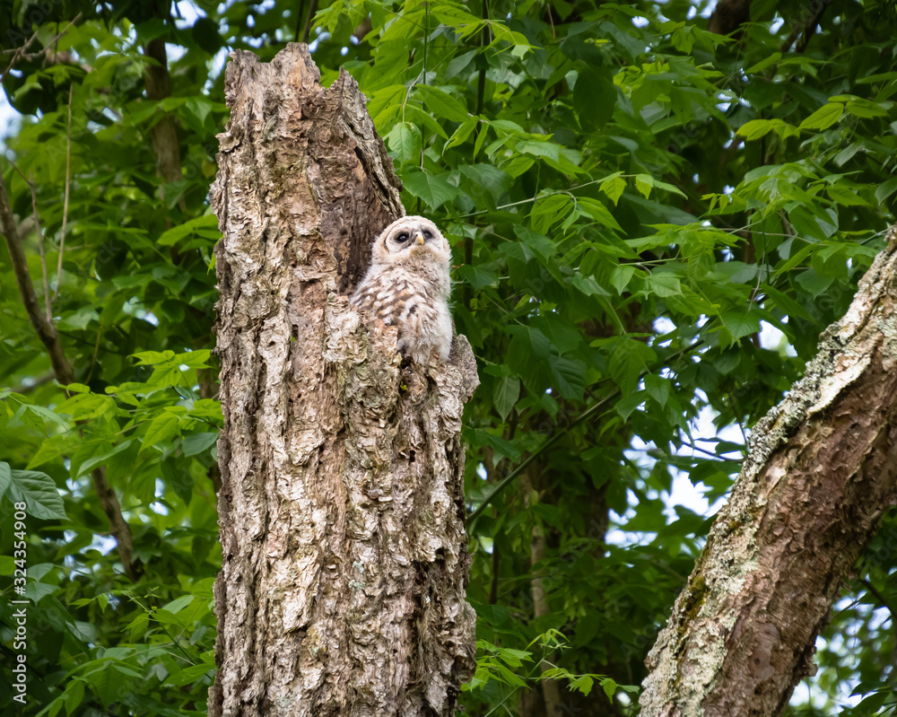 Baby Barred Owlet at nesting site in nature park in Roswell Georgia. Baby Barred Owlet at nesting site in nature park in Roswell Georgia.