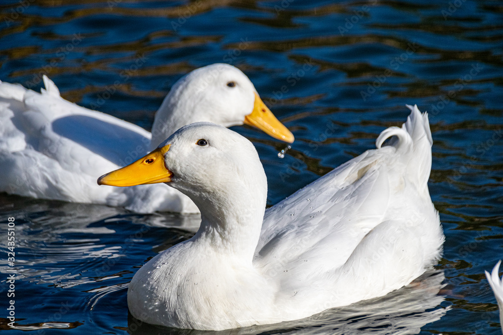 White pekin ducks swimming on a lake White pekin ducks swimming on a lake