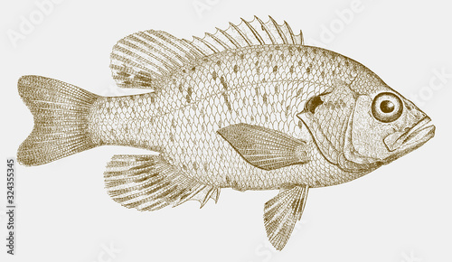 Warmouth lepomis gulosus, freshwater fish from the Eastern United States in side view