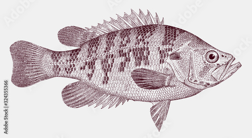 Sacramento perch, archoplites interruptus, an endangered fish from california in side view