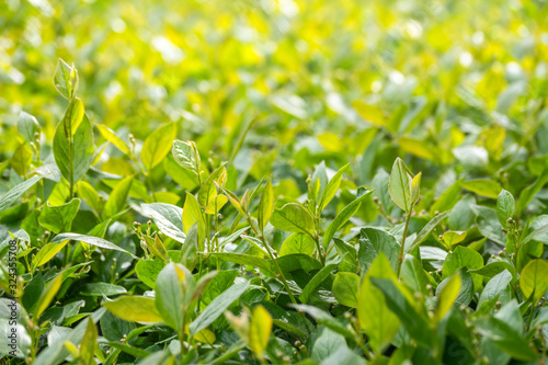 Green bushes with trimmed branches and young leaves.