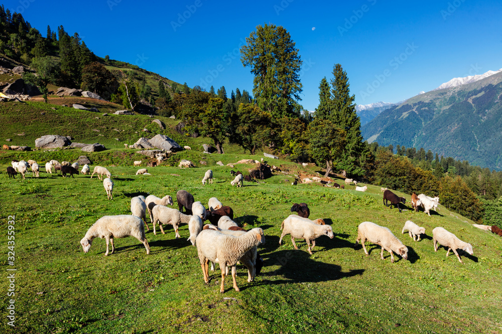 Fototapeta premium Flock of sheep in the Himalayas