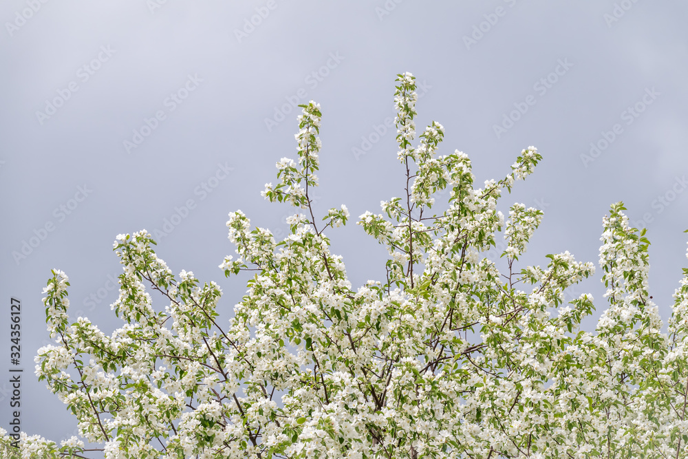 Apple tree branches with white flowers on a background of blue cloudy sky. Apple tree branches with white flowers on a background of blue cloudy sky.