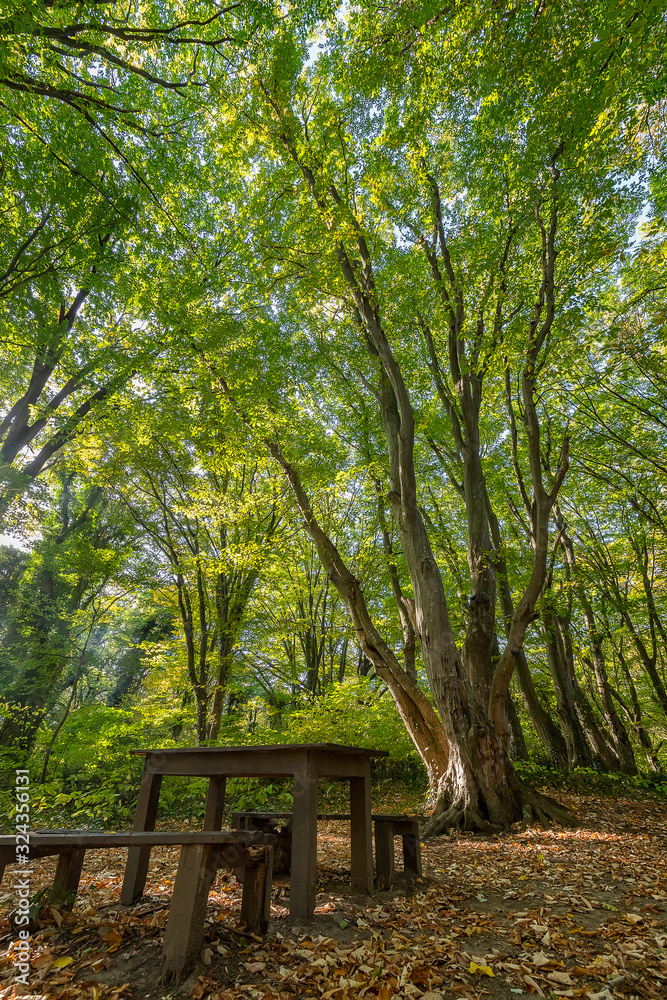 wooden benches and table in the beautiful forest for rest.Vertical view