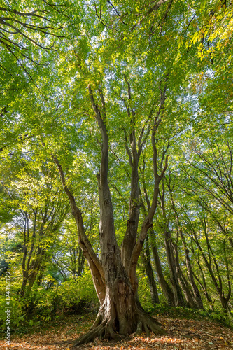 Beautiful big old tree with green leaves in the forest. Vertical view