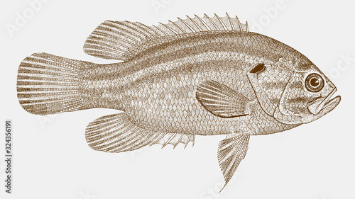 Mud sunfish acantharchus pomotis, freshwater fish from North America in side view photo