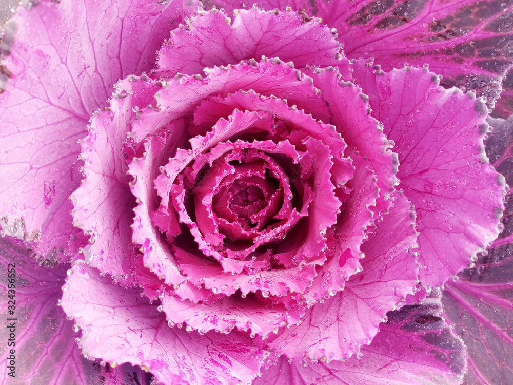 Cabbage Flower. Purple Cauliflower. Brassica Oleracea. Violet Cabbage vegetables vegetarian and vegan food. Cabbage Flower. Purple Cauliflower. Brassica Oleracea. Violet Cabbage vegetables vegetarian and vegan food.