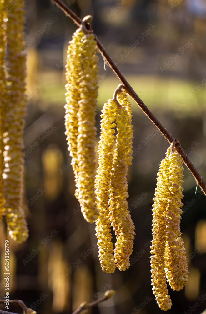 Haselnuss gemeine mit Blüten Kätzchen Haselnuss gemeine mit Blüten Kätzchen