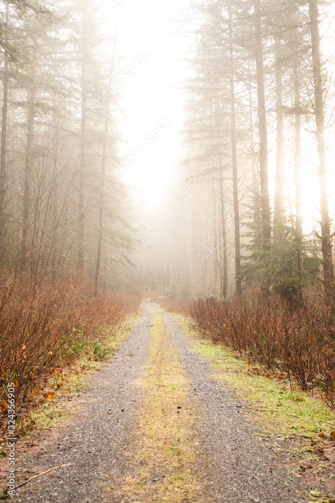 Fototapeta premium foggy walk in the woods 