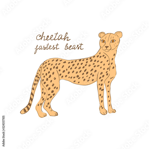 Drawn cheetah with text Cheetah fastest beast. Childish tee shirt print.