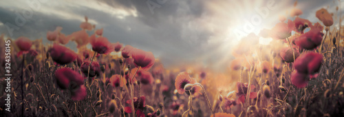 Billede på lærred Poppy field, flowering wild poppy flowers at sunset, soft and selective focus on