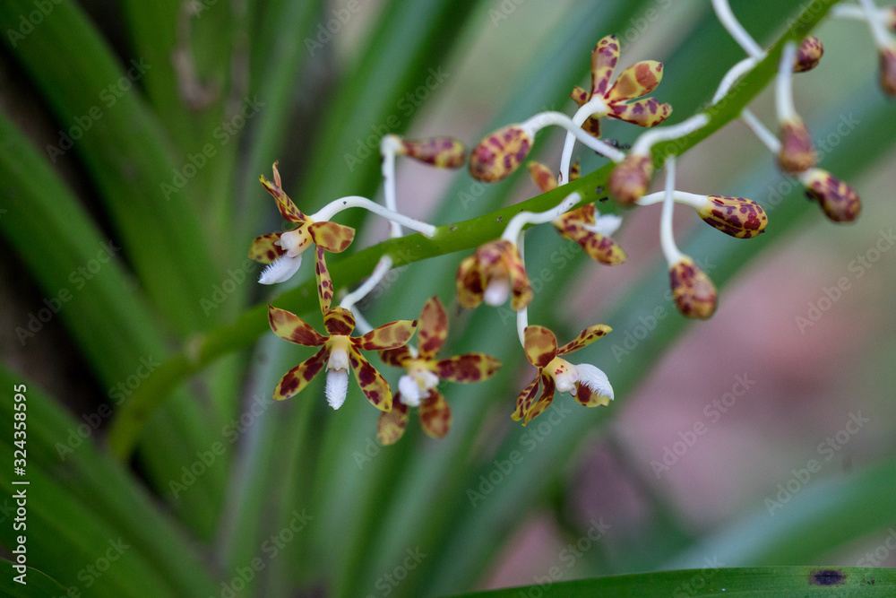 Dipodium sp., eine Orchideenart. Fotografiert im Kinabalu Park, Sabah, Borneo Dipodium sp., eine Orchideenart. Fotografiert im Kinabalu Park, Sabah, Borneo