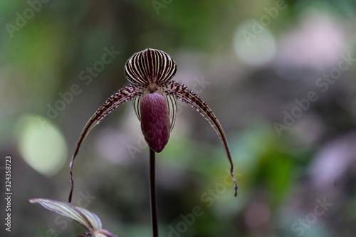 Die Gold von Kinabalu Orchidee oder Rothschilds Frauenschuh (Paphiopedilum rothschildianum). Fotografiert im Kinabalu Park, Sabah, Borneo photo