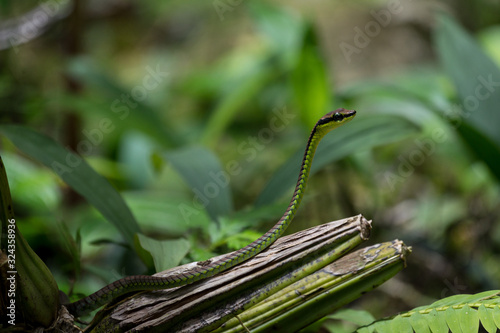 Beautiful bronzeback tree snake | Elegante Bronzenatter (Dendrelaphis formosus), Kinabalu Park, Sabah, Borneo photo