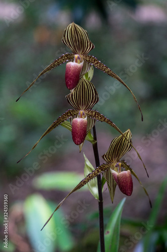 Die Gold von Kinabalu Orchidee oder Rothschilds Frauenschuh (Paphiopedilum rothschildianum). Fotografiert im Kinabalu Park, Sabah, Borneo photo