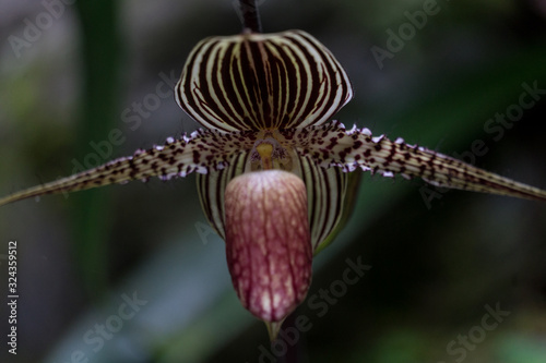 Die Gold von Kinabalu Orchidee oder Rothschilds Frauenschuh (Paphiopedilum rothschildianum). Fotografiert im Kinabalu Park, Sabah, Borneo photo