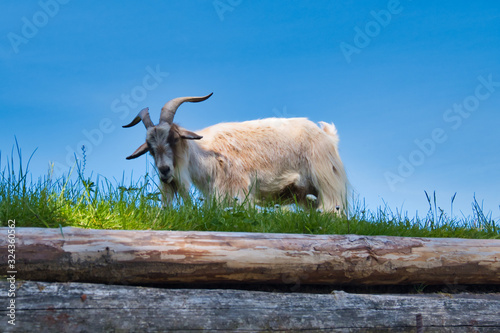 Coombs, CANADA - September 02, 2018: Goats on roof at Old Country Market on Vancouver island photo