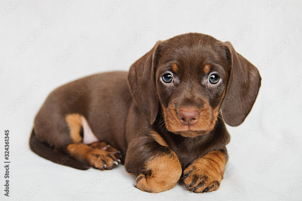 Little brown Lovely dog breed Dachshund puppy on white background