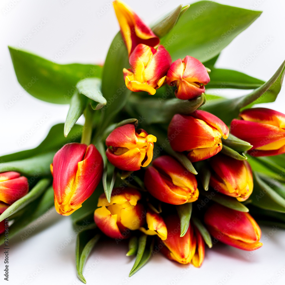 Beautiful tseti tulips on a light background Beautiful tseti tulips on a light background