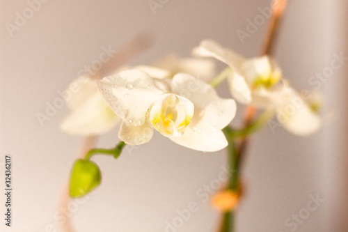 a white orchid on a white background photo