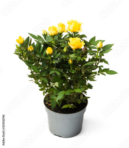yellow roses  in a pot on white background