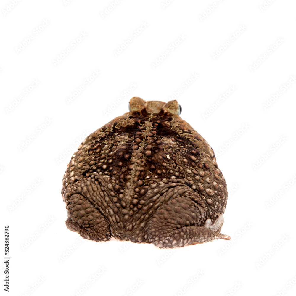 Cane or giant neotropical toad on white Cane or giant neotropical toad on white