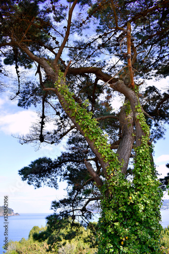 Trees on the beach of Sacido, in Viveiro, Lugo, Galicia. Spain. Europe. October 05, 2019 photo