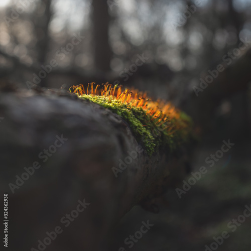 A patch of moss spores in winter in a english woodland scene 