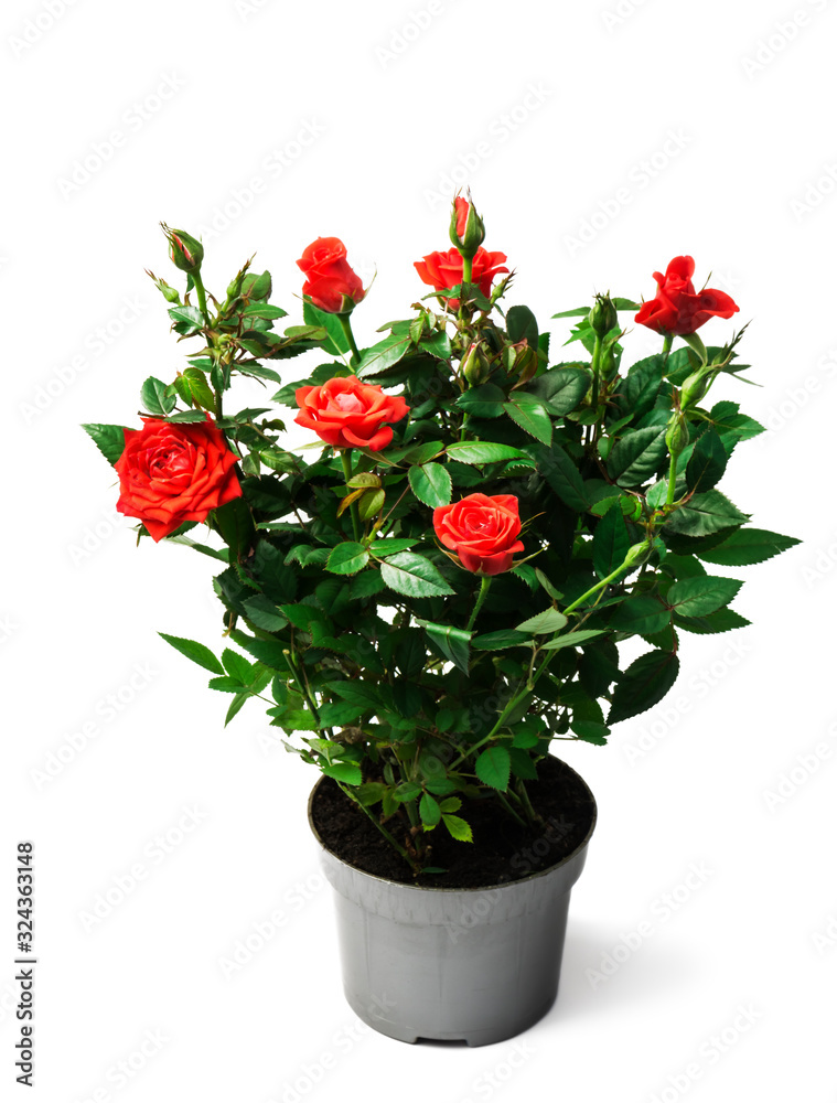red roses  in a pot on white background