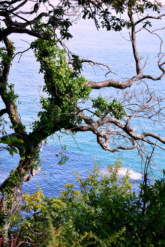 Trees on the beach of Sacido, in Viveiro, Lugo, Galicia. Spain. Europe. October 05, 2019 photo