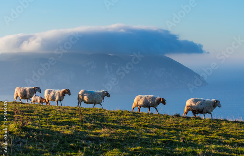 Sheep and in the background Mount Buciero, Liendo, Liendo Valley, Cantabrian Sea, Cantabria, Spain, Europe photo