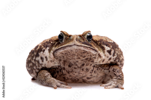 Cane or giant neotropical toad on white