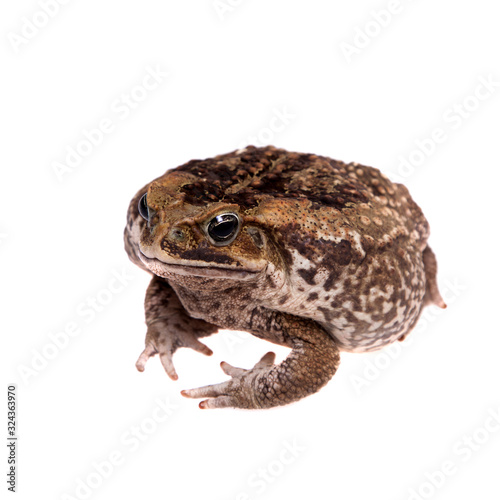 Cane or giant neotropical toad on white