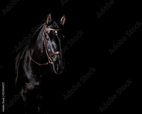 Black PRE (andalusian) horse portrait in brown classic leather bridle with reigns isolated on black background.