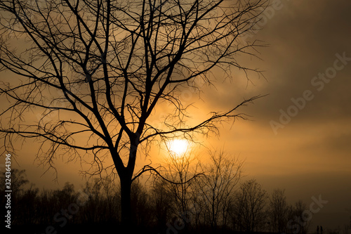 A tree without leaves at sunset with all its bare branches before a sky with fog and clouds
