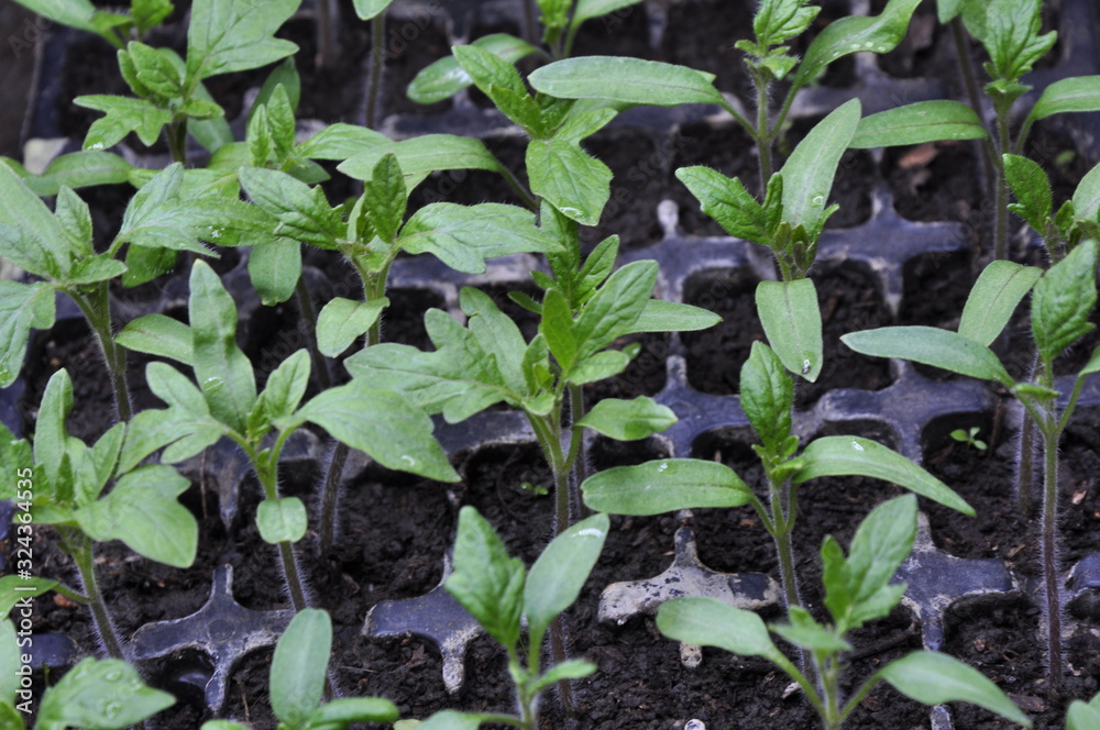 young plants in the garden young plants in the garden