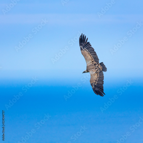 Griffon Vulture flying over the Cantabrian Sea  Liendo  Liendo Valley  Cantabrian Sea  Cantabria  Spain  Europe