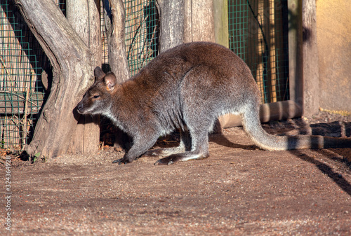The antilopine kangaroo is a species of macropod found in northern Australia