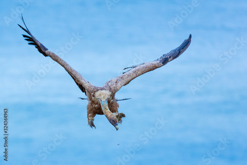 Griffon Vulture flying over the Cantabrian Sea, Liendo, Liendo Valley, Cantabrian Sea, Cantabria, Spain, Europe