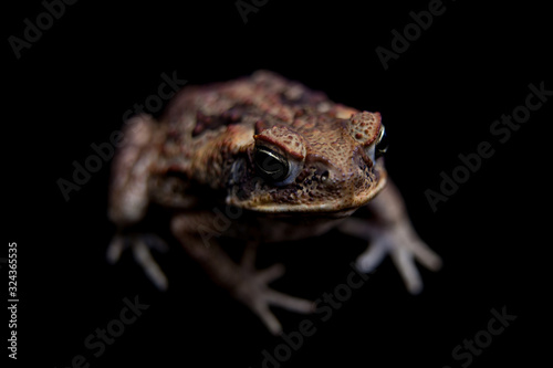 Cane or giant neotropical toad on black