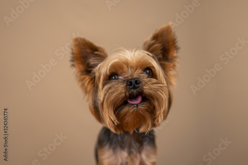 Yorkshire Terrier dog on a beige background