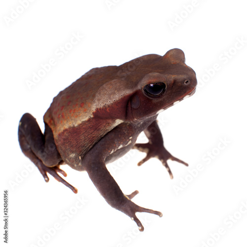 Amazing Smooth-sided toad isolated on white background photo