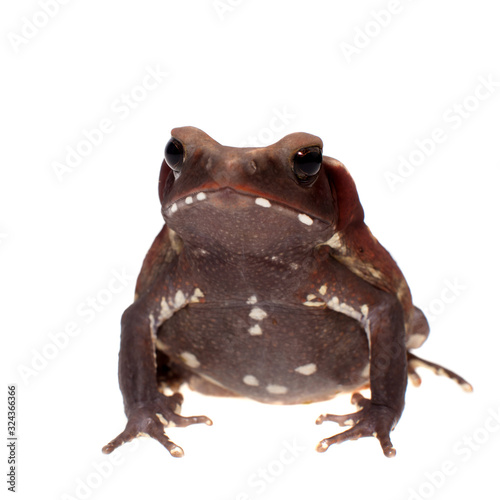 Amazing Smooth-sided toad isolated on white background photo