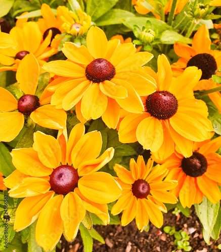 Beautiful yellow daisies on sunny day