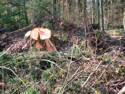 Tree trunks of sawn-off tree in the forest surrounded with branches, branches, twigs of conifers.