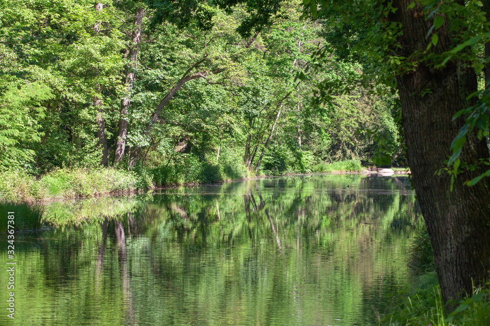Bäume, die sich im Wasser spiegeln Bäume, die sich im Wasser spiegeln